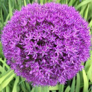 Alliums