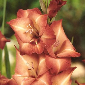 Gladioli Large Flowered