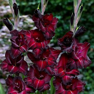 Gladioli