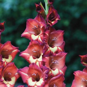 Gladioli Medium Flowered