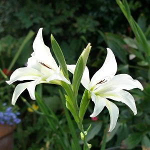 Gladioli Small Flowered - Nanus