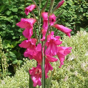 Gladioli Species