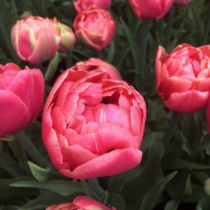 Tulips Double Early