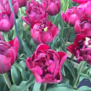 Tulips Double Late