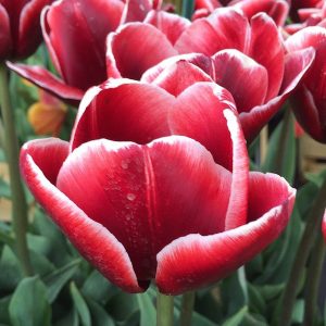 Tulips Triumph