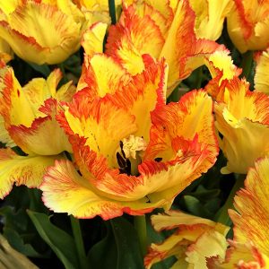 Tulips Parrot