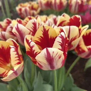 Close-up of Grand Perfection tulips featuring striking crimson-red feathered markings on creamy yellow petals, surrounded by lush green foliage and softly blurred blooms in the background.