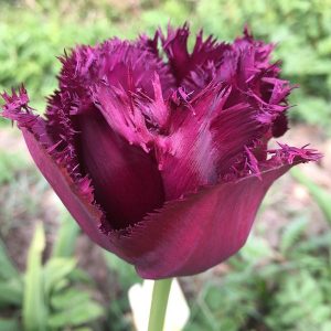 Tulips Fringed