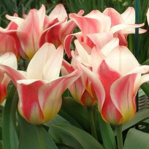 Tulips Kaufmanniana