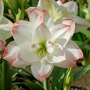 Amaryllis 'Candy Amadeus'
