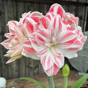 Amaryllis 'Amazing Belle'