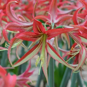 Amaryllis 'La Paz'