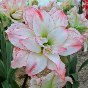 Amaryllis / Hippeastrum