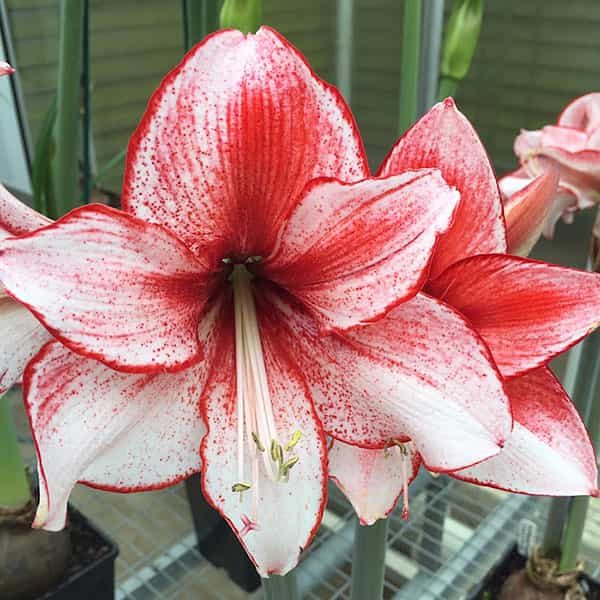 Amaryllis 'Charisma' - Pheasant Acre Plants