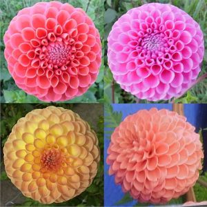 Dahlia Ball