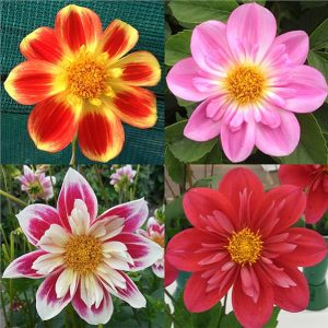 Dahlia Collerette