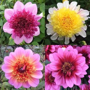 Dahlia Anemone