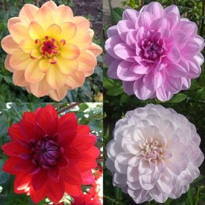 Dahlia Waterlily