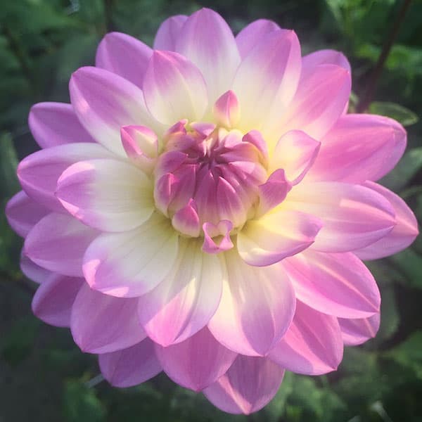 Dahlia 'Blue Wish' - Pheasant Acre Plants