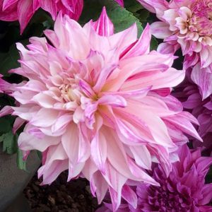 Dahlia 'Café au Lait Royale' - Pheasant Acre Plants