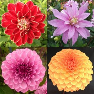 Dahlia Decorative