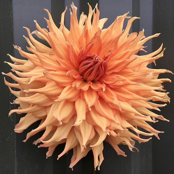 Dahlia Go American Pheasant Acre Plants