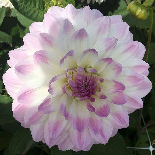 Dahlia 'Sweet Love' - Pheasant Acre Plants