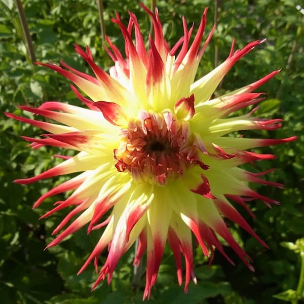 Dahlia 'Jessica' - Pheasant Acre Plants