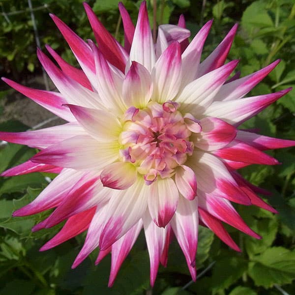 Dahlia 'Sorbet' - Pheasant Acre Plants