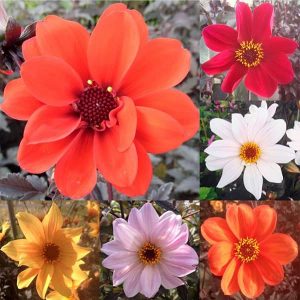 Dahlia Paeony, Single, Star