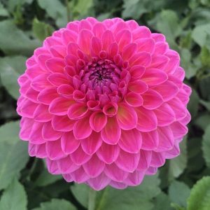 Dahlia Pink Suffusion