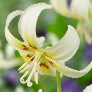 Erythronium