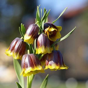 Fritillaria