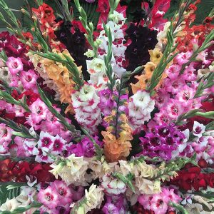 Gladioli Collections