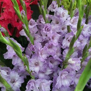 Gladiolus 'Milka'