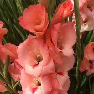 Gladiolus 'Peter Pears'