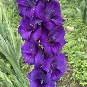 Closeup picture of gladiolus purple flora