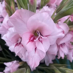 Closeup picture of gladiolus raspberry sorbet