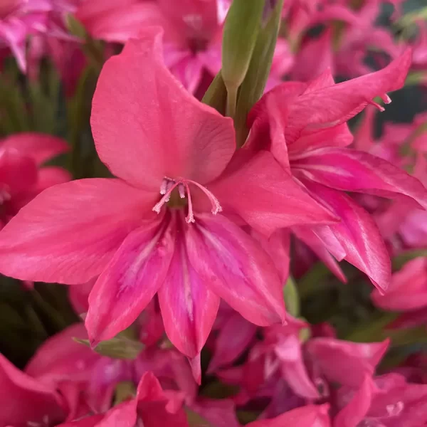 Closeup picture of gladiolus robinetta nanus