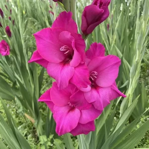 Closeup picture of gladiolus Thalia