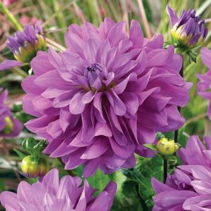 Dahlia Plants