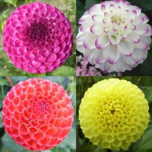 Dahlia Pompon