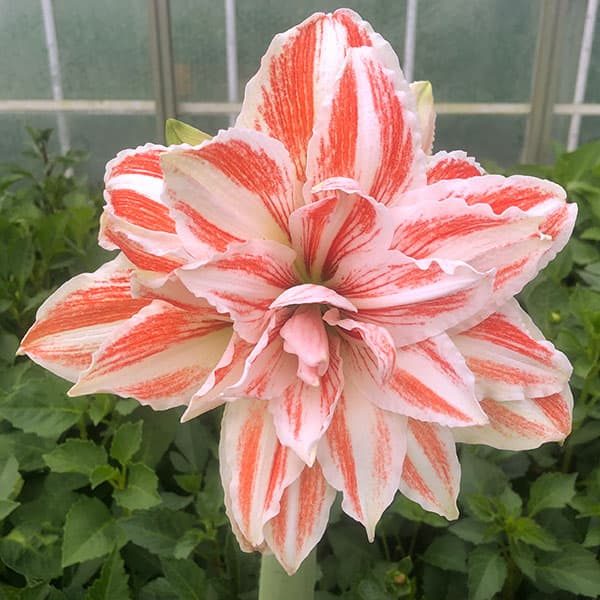 Amaryllis Dancing Queen