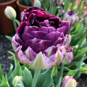tulip wow purple tupli
