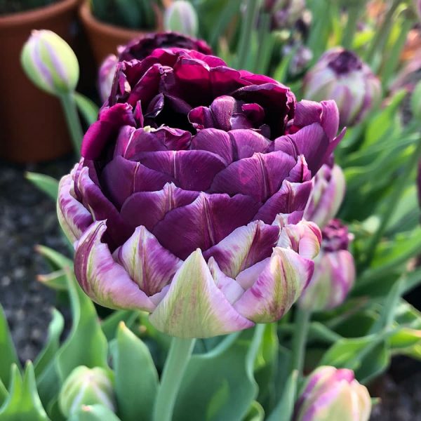 tulip wow purple tupli