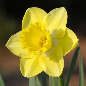 Narcissus Single