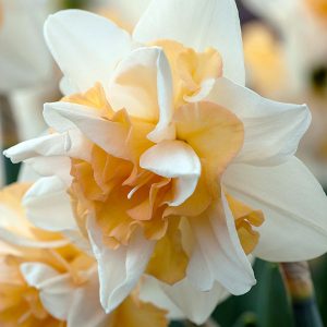 Narcissus Double