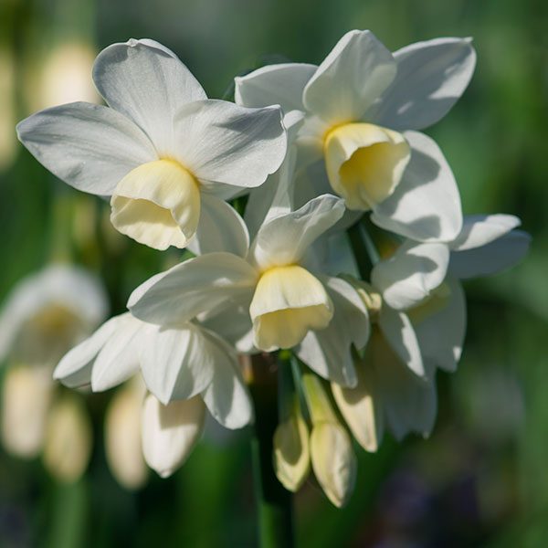 Narcissus 'Silver Chimes' - Pheasant Acre Plants