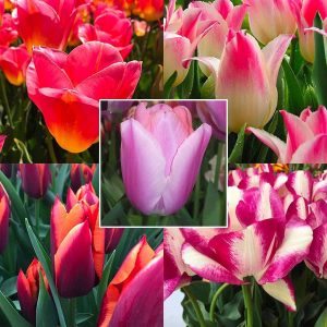 Tulip Collections