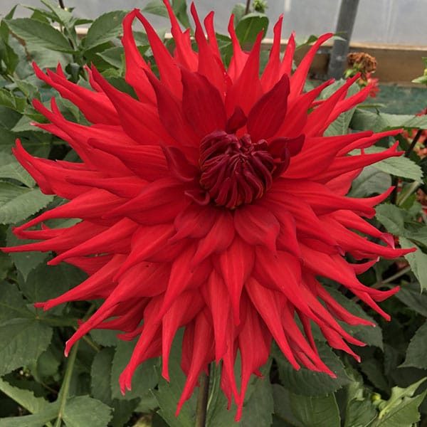 dahlia holly houston